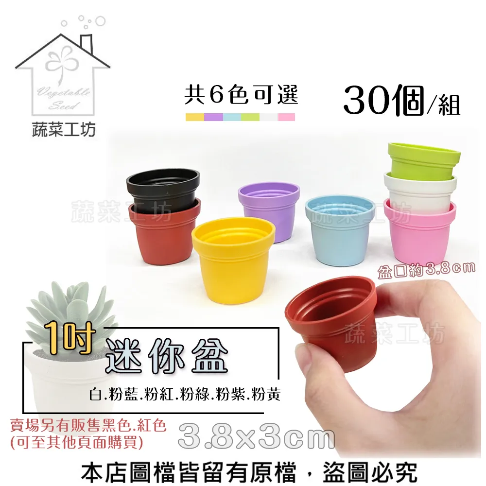 【蔬菜工坊】紫莢長豇豆種子(菜豆、豆角) 歷史價格詳細信息