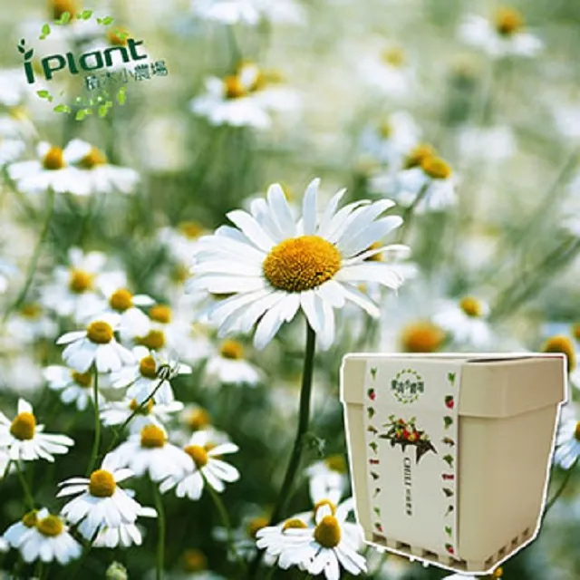 【iPlant】積木小農場-冰花菜(內含種子培養土肥料花盆) 歷史價格詳細信息