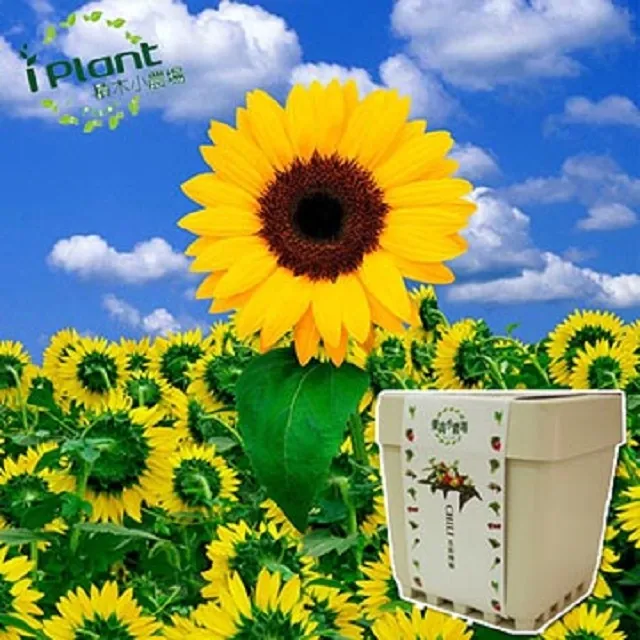【iPlant】積木小農場 - 向日葵 歷史價格詳細信息