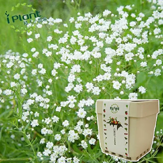 【iPlant】積木小農場 - 滿天星 歷史價格詳細信息