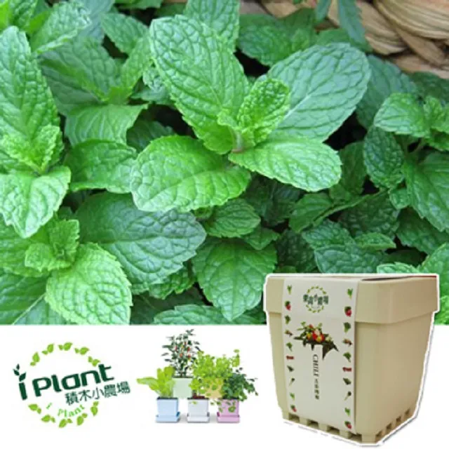 【iPlant】積木小農場 - 薄荷 歷史價格詳細信息