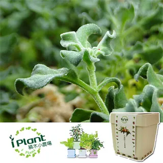 【iPlant】積木小農場-冰花菜(內含種子培養土肥料花盆) 歷史價格詳細信息