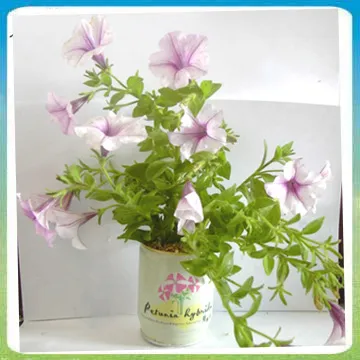 【蔬菜工坊】開口笑多肉專用造型盆1尺-黑色 歷史價格詳細信息