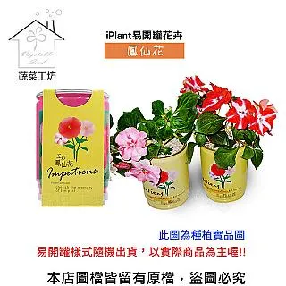 iPlant易開罐花卉-松葉牡丹 歷史價格詳細信息