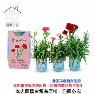 iPlant易開罐花卉-松葉牡丹 歷史價格詳細信息