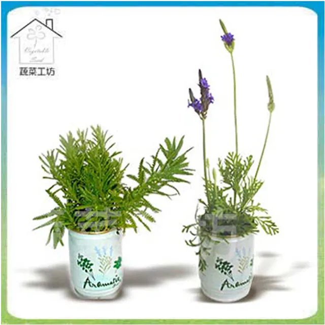 【蔬菜工坊】iPlant易開罐花卉-百里香 歷史價格詳細信息