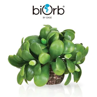 OASE biOrb 仿真貝殼3入組(白色) 歷史價格詳細信息