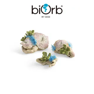 OASE biOrb珊瑚扇與貝殼組 歷史價格詳細信息
