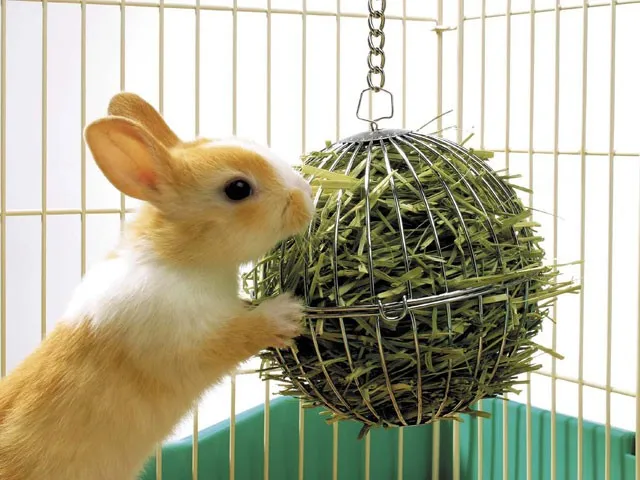 【MARUKAN】MK 牧草球 (MR-610) 價格比較,價格查詢,歷史價格詳細信息