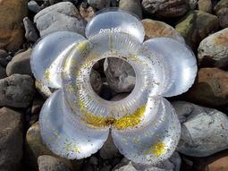 玩樂生活 加厚款 兒童可愛透明小天鵝充氣游泳圈 幼兒 浮圈 坐圈 夏天 玩水 游泳 戲水 溫泉可以用 歷史價格詳細信息