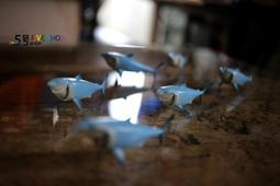 Finding Nemo (1平裝+1CD)【禮筑外文書店】(有聲書)[79折] 歷史價格詳細信息