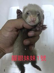 **啾愛爬**透白/透黑 爬蟲飼養盒 塑膠盒 爬缸 蠍子 蜘蛛 蜈蚣 獨角仙 角蛙 守宮 蛇 龜 歷史價格詳細信息