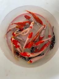 紅白虹吸底濾免打孔上濾改底濾虹吸管自動啟停空氣缸周轉箱過濾 歷史價格詳細信息