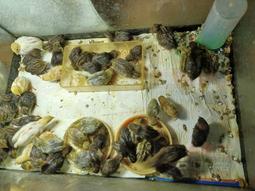 [免運費] 間諜家家酒 角色扮演 SPY FAMILY 安妮亞佛傑 派對服裝 幼稚園表演 萬聖節 安尼亞佛傑 黃昏 約兒 歷史價格詳細信息