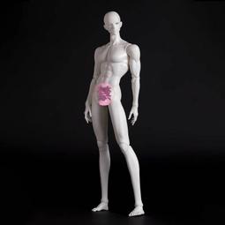 正版素體UFdoll 12分BJD娃娃 ob11 ymy尺寸素體娃衣GSC 歷史價格詳細信息