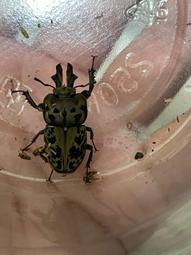 蟄s925純銀莫比烏斯環情侶戒指一對小眾設計開口可調節素圈簡約 歷史價格詳細信息