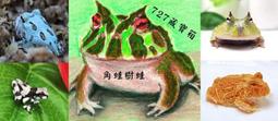 樹蛙超圖鑑：一本掌握樹蛙特徵及飼養知識／西沢雅／台灣東販 歷史價格詳細信息