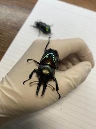 鍬形蟲.兜蟲 世界的甲蟲 江良達雄 彭春美 漢欣文化 無劃記 26T 歷史價格詳細信息