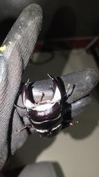 ［鍬極大］庵美鋸單公成蟲 歷史價格詳細信息