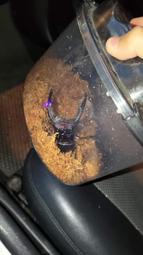 [HMM]*保證公司貨* 國軍現役 新型CP108型 麂皮鷹爪戰鬥靴 登山靴 軍綠色軍靴 非鋼頭靴 歷史價格詳細信息