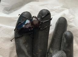 鍬形蟲.兜蟲 世界的甲蟲 江良達雄 彭春美 漢欣文化 無劃記 26T 歷史價格詳細信息