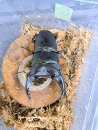 ［鍬極大］庵美鋸單公成蟲 歷史價格詳細信息