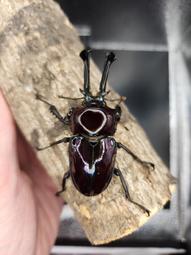 ［鍬極大］庵美鋸單公成蟲 歷史價格詳細信息