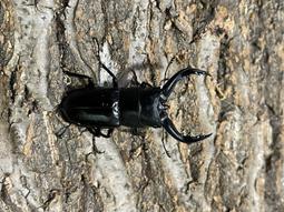 極美單顆系列「極品紅銅鈦單珠項鍊」14k注金，元元圓滾滾 歷史價格詳細信息