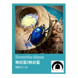 花盆 霍倫盆 陽台花盆 種菜花盆 大款 霍倫 長型種菜花盆 長型盆 草莓花盆 多肉盆 塑膠花盆【N212】shop go 歷史價格詳細信息