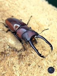 鍬形烤盤33cm-IH款[免運][大買家] 歷史價格詳細信息