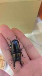 鋸紋梧桐木 防水自黏壁紙 加厚超立體仿真木紋 歷史價格詳細信息