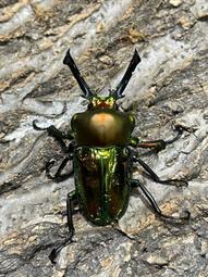 ［鍬極大］庵美鋸單公成蟲 歷史價格詳細信息