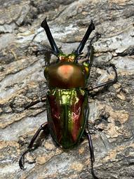 ［鍬極大］庵美鋸單公成蟲 歷史價格詳細信息