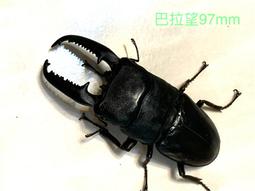 ［鍬極大］庵美鋸單公成蟲 歷史價格詳細信息