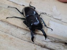 鍬形烤盤33cm-IH款[免運][大買家] 歷史價格詳細信息