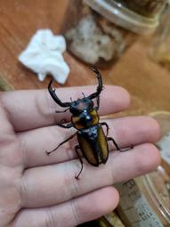 ［鍬極大］庵美鋸單公成蟲 歷史價格詳細信息