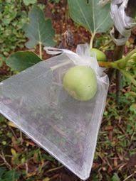 100入 40*40CM 烘培紙 烤肉紙 吸油紙 包裝紙 燒烤吸油紙 烘培用烤盤紙 歷史價格詳細信息