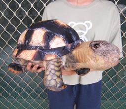 全新可愛烏龜手機吊飾 歷史價格詳細信息