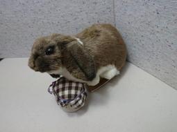 擬真肌膚｜日本製｜次世代處女EXCITE｜夾吸｜自衛器 歷史價格詳細信息