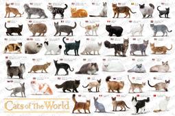 拼圖專賣店 1000-137D(台灣之美－台中梨山－波斯菊花海) 歷史價格詳細信息