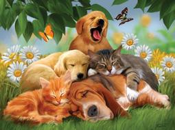 (貓狗圖隨機出貨) 安適得 酷版 含雷射標籤 公司貨 60顆 150顆 寵物保健 歷史價格詳細信息