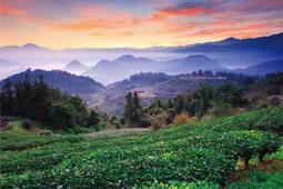 拼圖專賣店 1000-137D(台灣之美－台中梨山－波斯菊花海) 歷史價格詳細信息