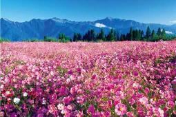 波斯圖穆斯，眾誠評級AU58，古羅馬銀幣，高盧帝國。波斯圖穆54923 歷史價格詳細信息