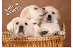 三隻小狗 奔跑中 T恤 短袖上衣 衣服 潮T 男女休閒穿搭 短T 可愛 個性 街頭 純棉 吉爾丹T恤 嘻哈 歷史價格詳細信息