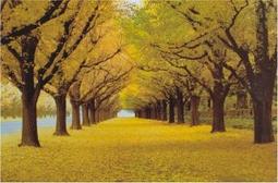 黃金木製筆筒 歲寒三友純金木製筆筒 可紀念 收藏 禮贈品 歷史價格詳細信息