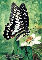 蝶戀花 7X12變頻震動搖擺 滾珠伸縮按摩棒-玫紅色 歷史價格詳細信息