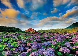 台製拼圖-陽明山國家公園手繪生態系列-陽明山生態圖 520片 HPY0520-004 歷史價格詳細信息