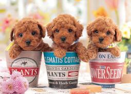 p66迷你手提音箱無線可攜式防水音響插卡家用戶外運動登山 歷史價格詳細信息