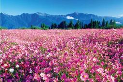 HC - 台灣製1000片夜光拼圖-寶島風情 高雄天際線 1000-025 歷史價格詳細信息