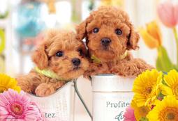 拼圖 日本進口拼圖 500片迷你透明拼圖 迪士尼 DSG500-638 美女與野獸 / DSG500-639 阿拉丁 歷史價格詳細信息